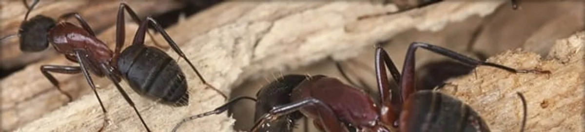 Close-up of ants on wood showing an active ant infestation in Overland Park, KS