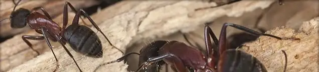 Close-up of ants on wood showing an active ant infestation in Overland Park, KS