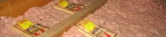Mouse traps placed in an attic for rodent control in Overland Park, KS