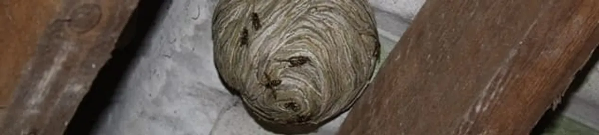 Wasp nest in an attic space, a common home infestation risk in Overland Park, KS