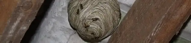 Wasp nest in an attic space, a common home infestation risk in Overland Park, KS