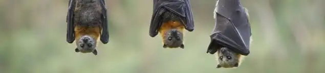 Bats roosting together, a common sign of a bat infestation in Overland Park, KS