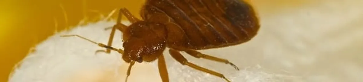 Close-up of a bed bug, a sign of an active infestation in Overland Park, KS