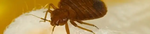 Close-up of a bed bug, a sign of an active infestation in Overland Park, KS