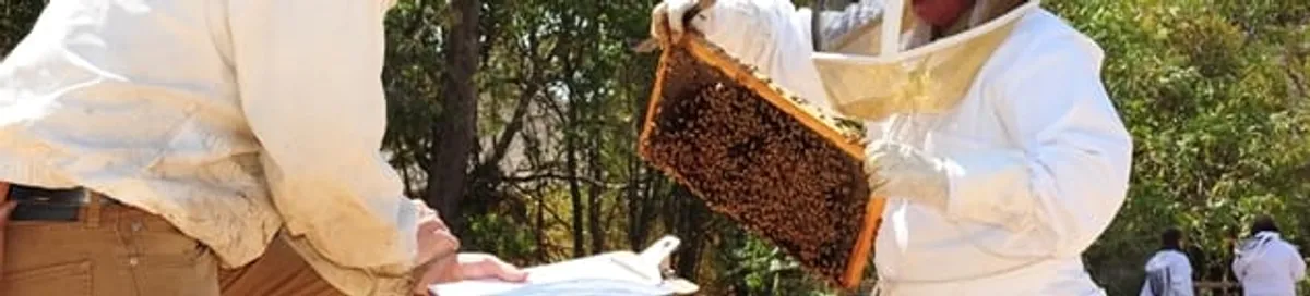 Bee removal specialists relocating a hive and honeycomb safely in Overland Park, KS