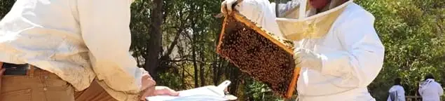 Bee removal specialists relocating a hive and honeycomb safely in Overland Park, KS