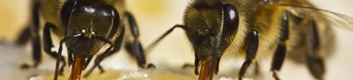 Close-up of honey bees, a sign of a nearby hive in Overland Park, KS