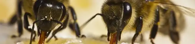 Close-up of honey bees, a sign of a nearby hive in Overland Park, KS