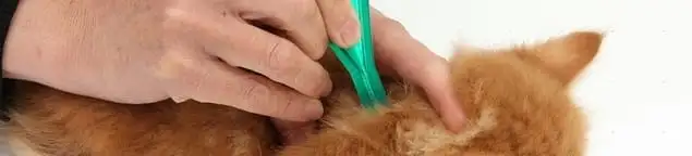 Flea treatment for pets using a flea comb, a sign of flea problems in Overland Park, KS