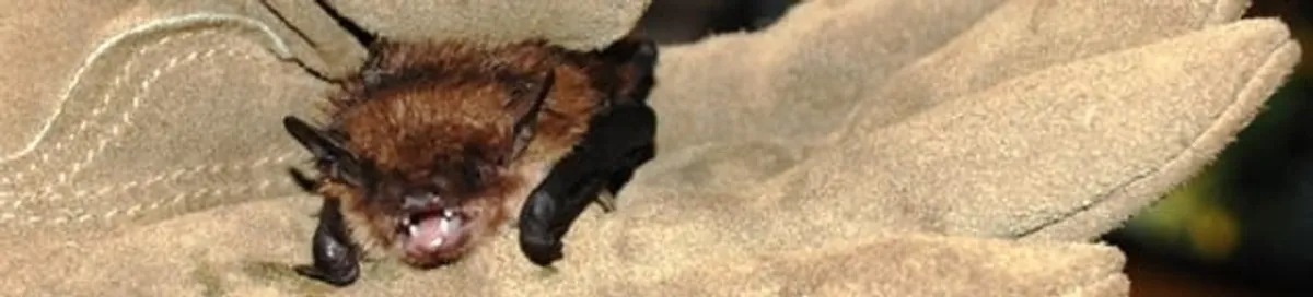 Bat removal specialist holding a bat safely during humane exclusion in Overland Park, KS