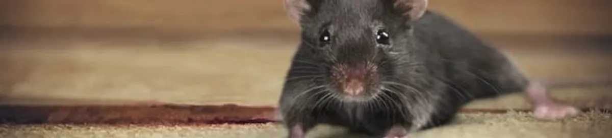 Mouse indoors, a common sign of a rodent infestation in Overland Park, KS