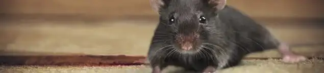 Mouse indoors, a common sign of a rodent infestation in Overland Park, KS