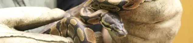 Snake removal specialist safely handling a snake with protective gloves in Overland Park, KS