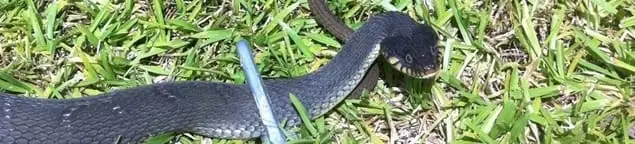 Snake in a yard, a common sign of a snake problem near a home in Overland Park, KS