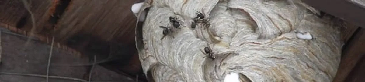 Close-up of a wasp nest with active wasps, a sign of an infestation in Overland Park, KS
