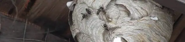 Close-up of a wasp nest with active wasps, a sign of an infestation in Overland Park, KS